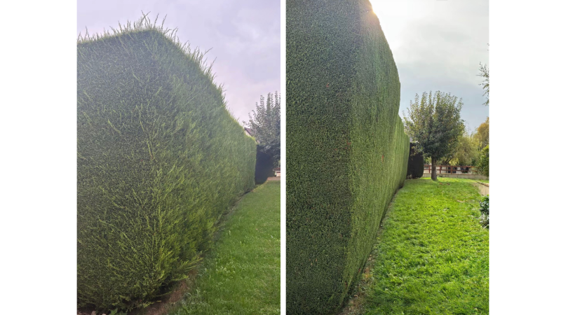 taille de haies sur la haute-Garonne